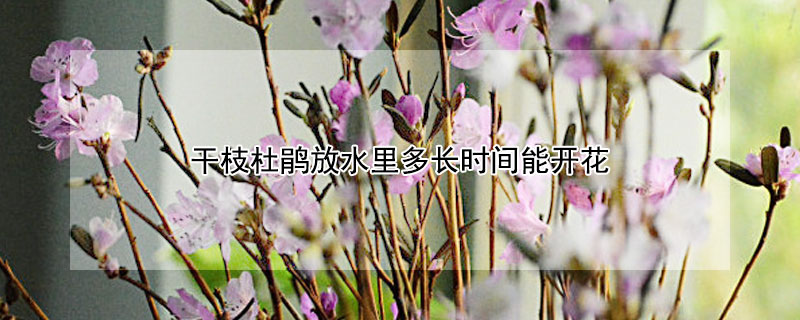 幹枝杜鵑放水裏多長時間能開花