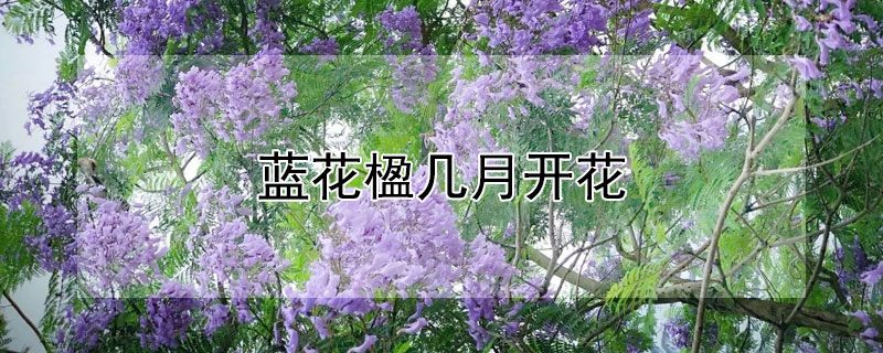 藍花楹幾月開花