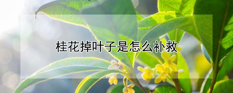 桂花掉葉子是怎麼補救