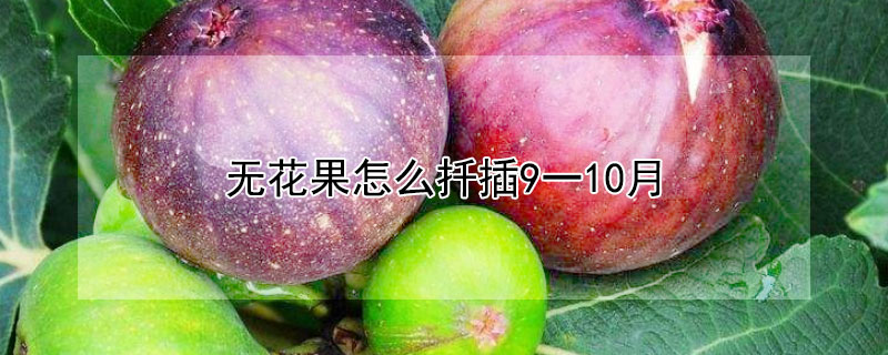 無花果怎麼扡插9一10月