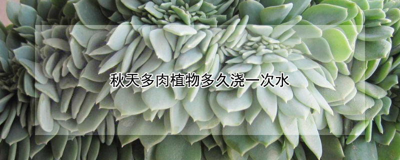 秋天多肉植物多久澆一次水