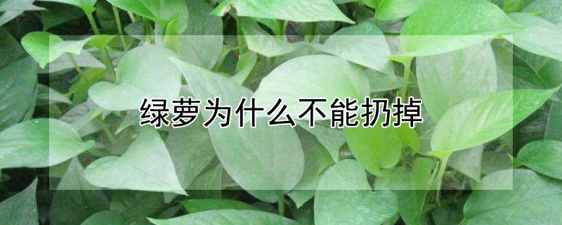 綠蘿為什麼不能扔掉