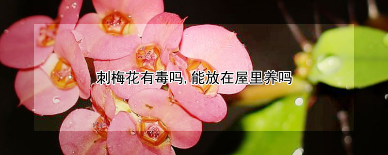 刺梅花有毒嗎,能放在屋裏養嗎