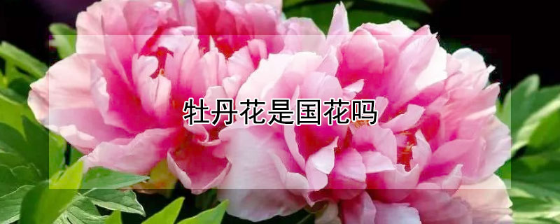 牡丹花是國花嗎