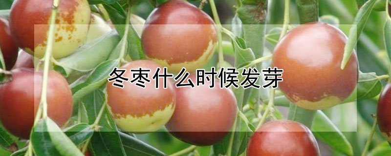 冬棗什麼時候發芽