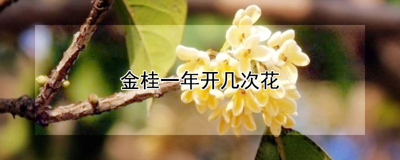 金桂一年開幾次花