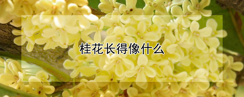 桂花長得像什麼