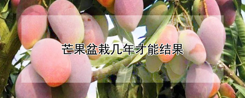 芒果盆栽幾年才能結果