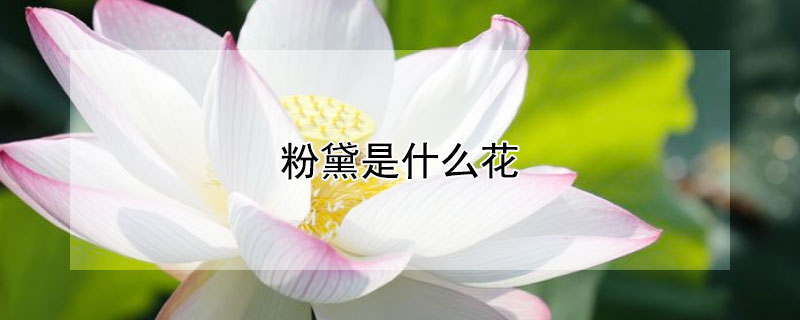 粉黛是什麼花