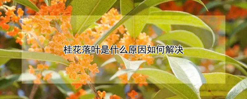 桂花落葉是什麼原因如何解決