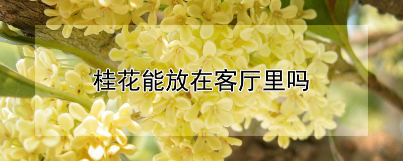 桂花能放在客廳裏嗎