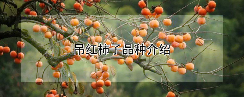 吊紅柿子品種介紹