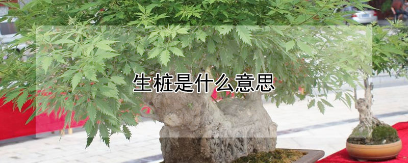 生樁是什麼意思