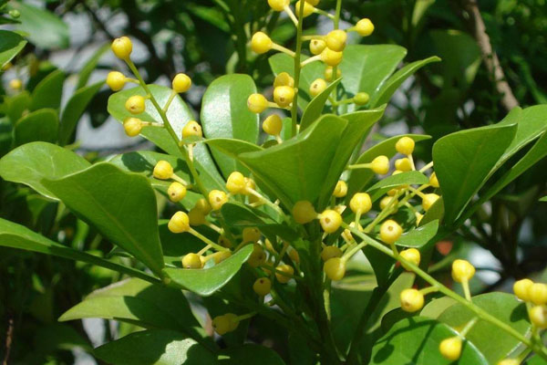 米蘭花怎麼養