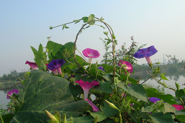 牽牛花是什麼顏色的