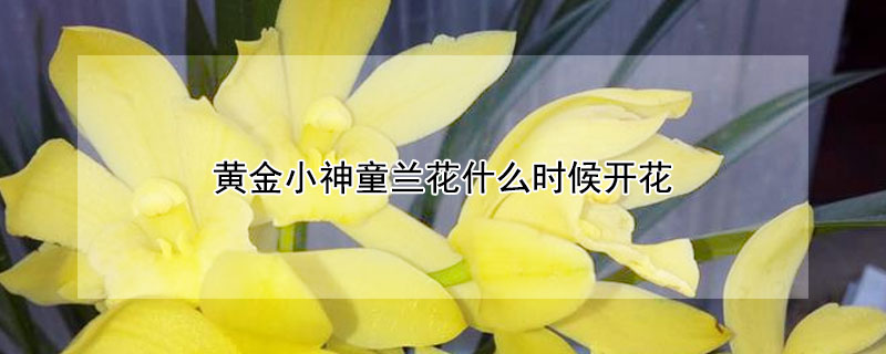 黃金小神童蘭花什麼時候開花