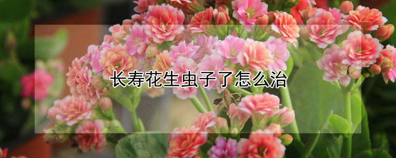 長壽花生蟲子了怎麼治