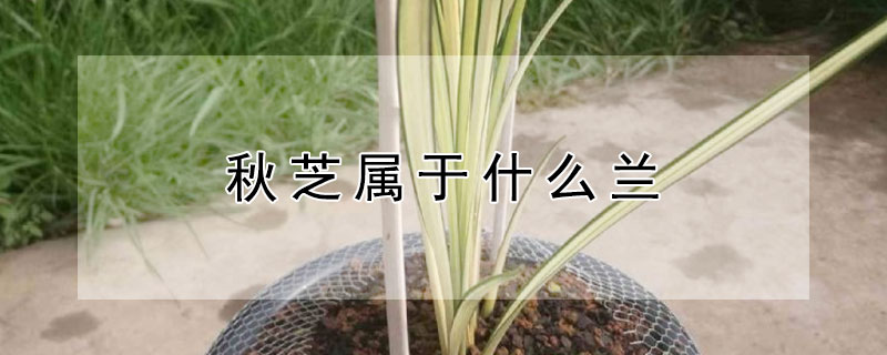 秋芝屬於什麼蘭