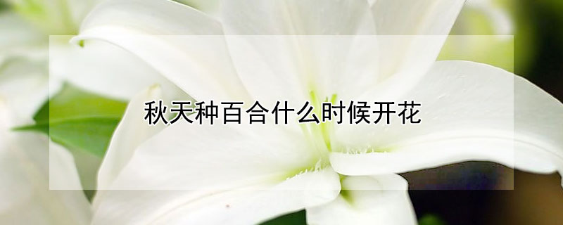 秋天種百合什麼時候開花