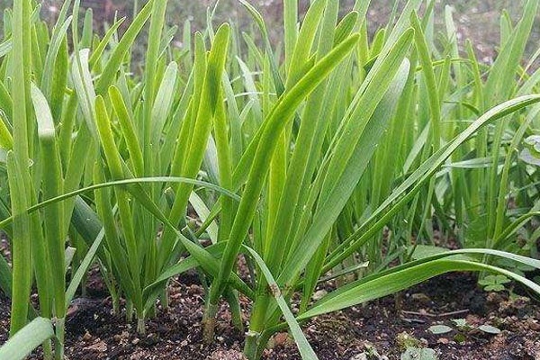 韭菜怎麼種植方法