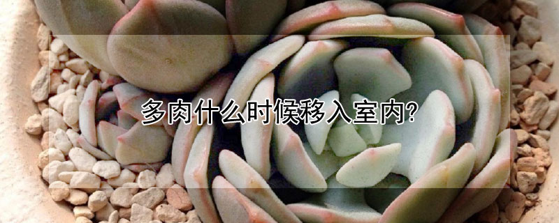 多肉什麼時候移入室內?