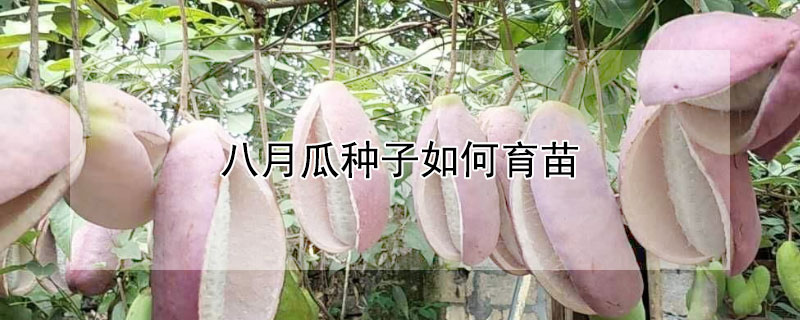 八月瓜種子如何育苗