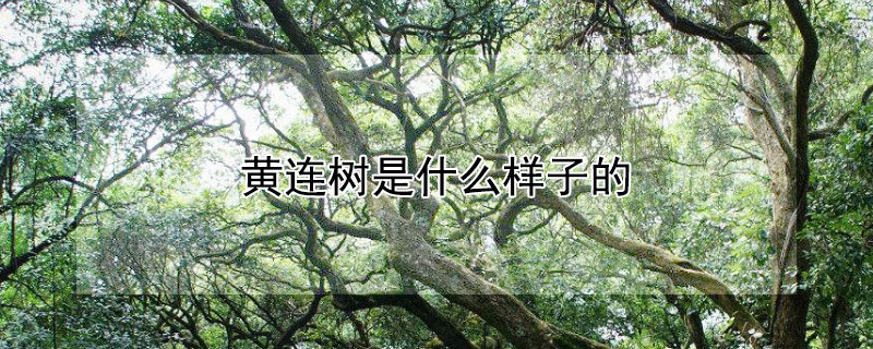 黃連樹是什麼樣子的