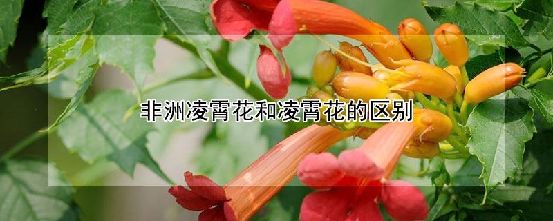 非洲淩霄花和淩霄花的區別