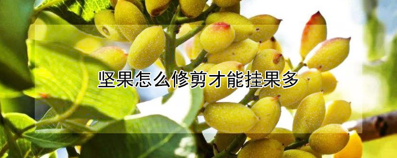 堅果怎麼修剪才能掛果多