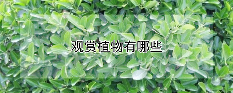 觀賞植物有哪些