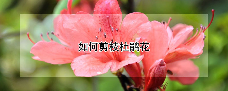 如何剪枝杜鵑花