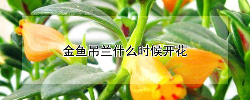 金魚吊蘭什麼時候開花