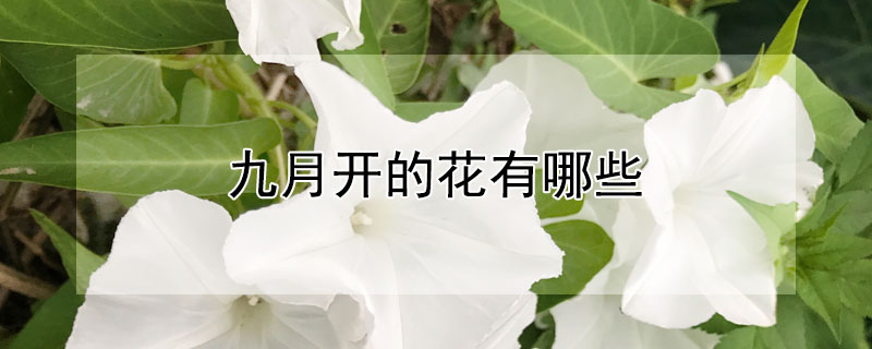 九月開的花有哪些