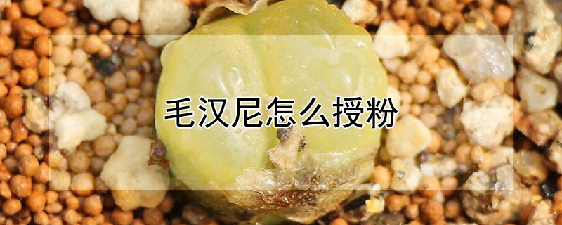 毛漢尼怎麼授粉