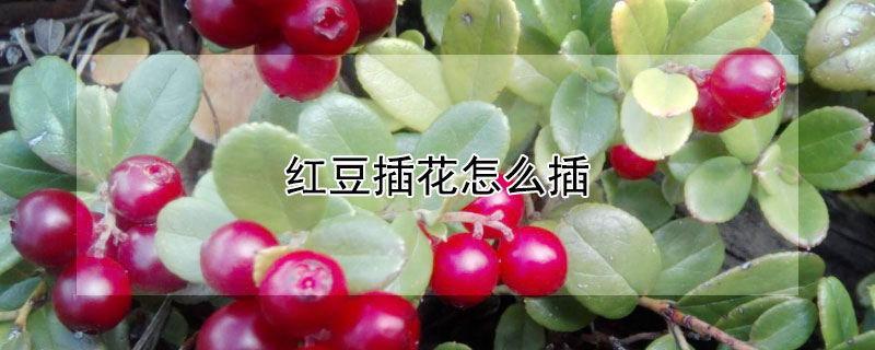 紅豆插花怎麼插