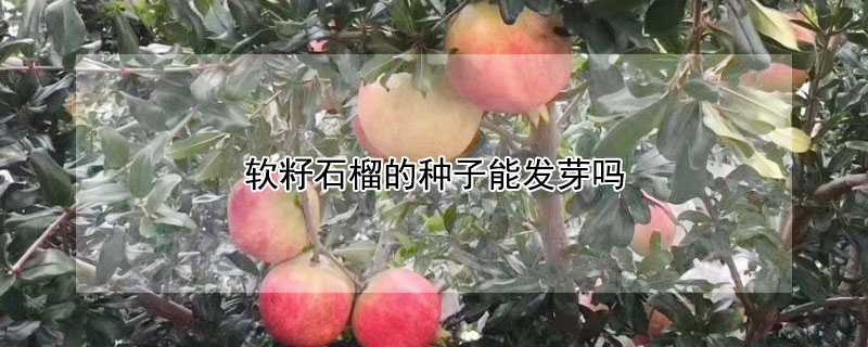 軟籽石榴的種子能發芽嗎