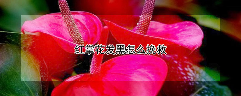 紅掌花發黑怎麼挽救