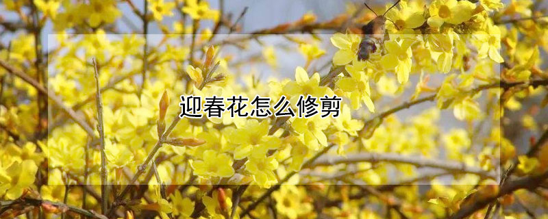 迎春花怎麼修剪