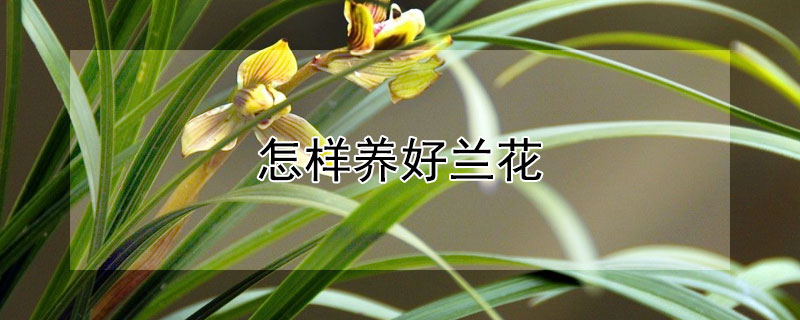 怎樣養好蘭花