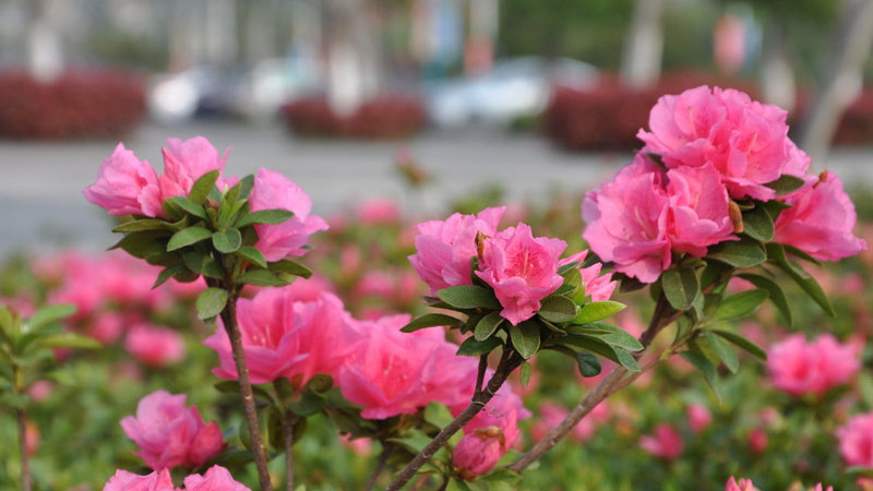 杜鵑花好養嗎