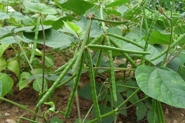 綠豆怎麼發芽