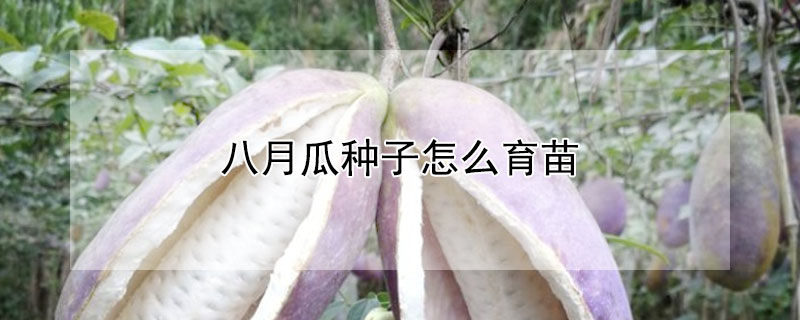 八月瓜種子怎麼育苗