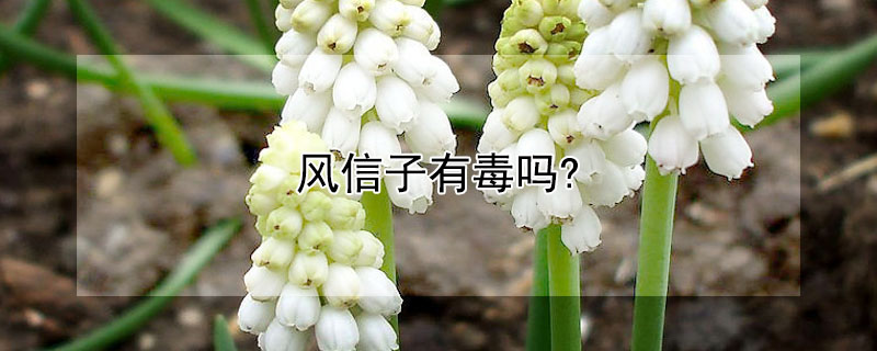 風信子有毒嗎?