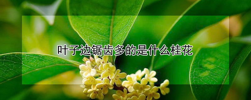 葉子邊鋸齒多的是什麼桂花