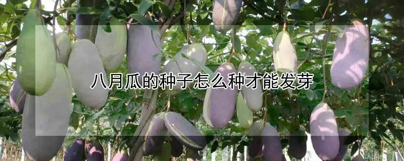 八月瓜的種子怎麼種才能發芽