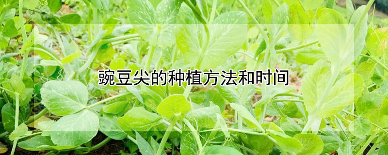 豌豆尖的種植方法和時間