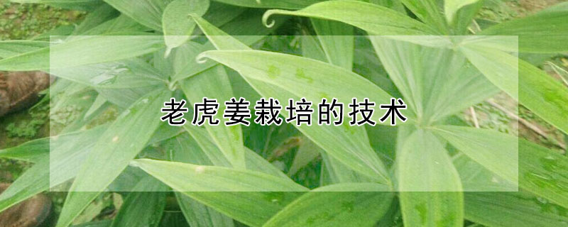 老虎薑栽培的技術