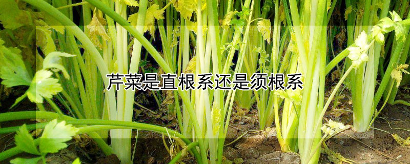 芹菜是直根係還是須根係