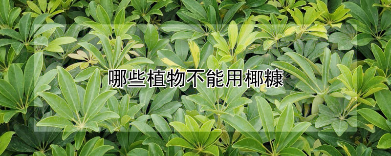 哪些植物不能用椰糠