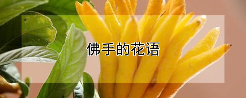 佛手的花語